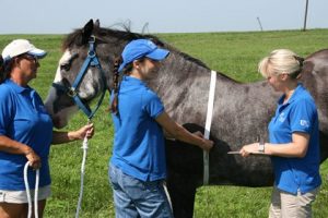 Guía sobre la evaluación del peso y la condición corporal de tu caballo