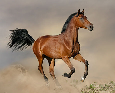 Faunny Salud e Higiene para Caballos