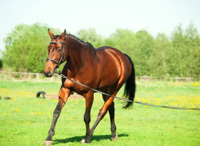 Entrenamiento Caballos