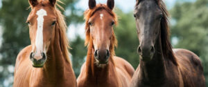 Suplementos Alimenticios para Caballos