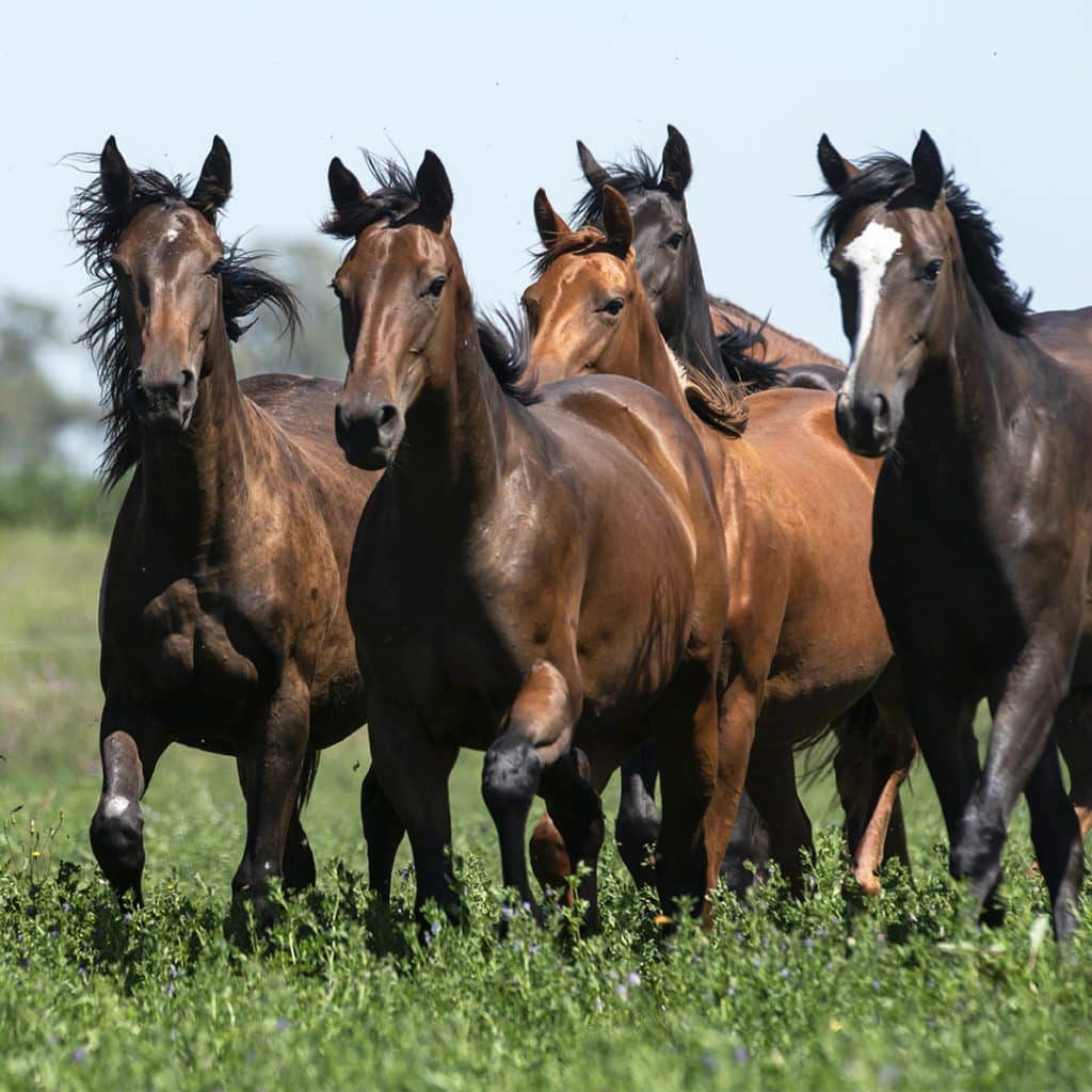 Microbiota en Caballos